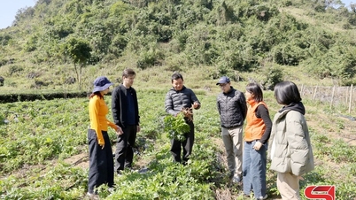 Desarrollar hierbas medicinales a lo largo de la cadena, creando medios de vida para las minorías étnicas