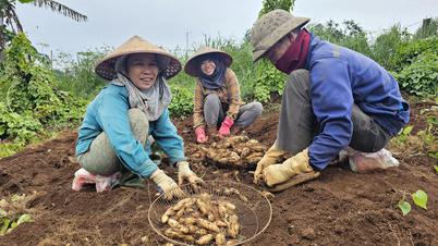Фермери раді, бо батат має хороший урожай і гарні ціни.