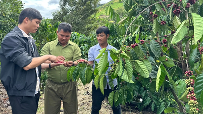 كرونج يحول المحاصيل، ويتحسن الاقتصاد