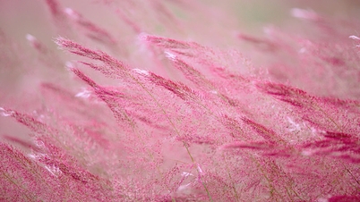 ធ្វើដំណើរជិត 80 គីឡូម៉ែត្រដើម្បីទៅទស្សនាភ្នំស្មៅពណ៌ផ្កាឈូកដ៏ស្រស់ស្អាតនៅ Hai Phong