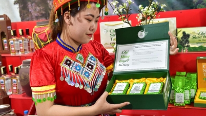 Entwicklung der kommerziellen Landwirtschaft, strategische Schritte