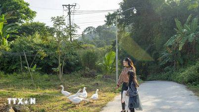 Menemui musim tunas di bumbung wilayah Barat di wilayah An Giang