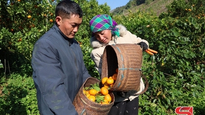 រដូវប្រមូលផលក្រូចឈៀងម៉ៃ