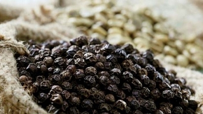 Prețul ardeiului pe 3 decembrie: Scădere ușoară, până la 148.000 VND/kg