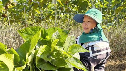 바오하 마을 구릉지에서의 뽕나무 재배 및 누에 사육 모델의 효과성