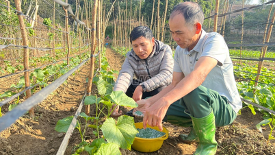 ប្រសិទ្ធភាពផលិតកម្មដំណាំរដូវរងានៅ Bao Ha