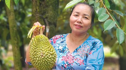 ক্যান থো সিটির বৌদ্ধিক সম্পত্তি উন্নয়ন কর্মসূচির অনুমোদন