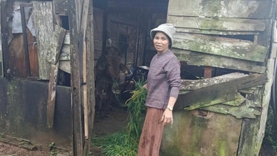 Поддержка разведения коров помогает этническим меньшинствам в коммуне Кронг Нанг развивать свою экономику.