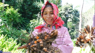 باک کان ہلدی قومی معیار کی سطح پر پہنچ گئی ہے۔