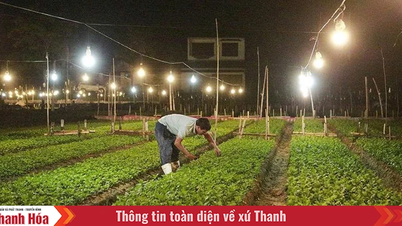 庭師たちは旧正月に向けて花を育てるのに忙しくしています。