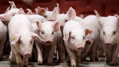 3 दिसंबर, 2025 को सूअर की कीमत: देश भर में तेज़ी से वृद्धि जारी रहेगी