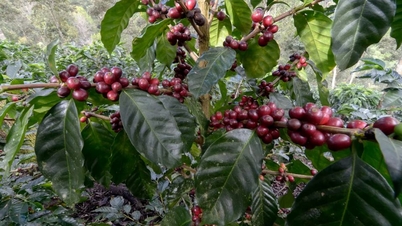 Tarım ürünleri fiyatları 3 Aralık 2025: Kahve ve biber fiyatları keskin bir şekilde düştü