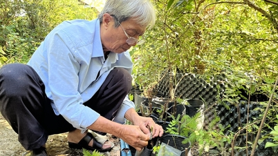 Un enseignant de Can Tho « ressuscite » une espèce rare d'if au bord de l'extinction