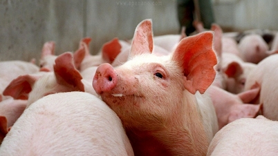 আজ ৩ ডিসেম্বর, ২০২৫ তারিখে শূকরের দাম: ৬০,০০০ ভিয়েতনামি ডং/কেজি চিহ্নের কাছাকাছি