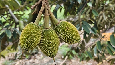 ราคาทุเรียนวันนี้ 3 ธันวาคม 2568 ทุเรียนไทยร่วงแรง Ri6 ทรงตัว