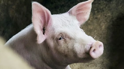 Цена на свинину сегодня, 3 декабря 2025 г.: резкое повышение на 4000 донгов