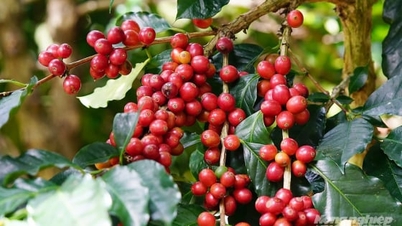 Harga kopi hari ini 3 Desember 2025: Pasar masih anjlok tajam