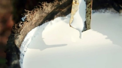 Harga karet hari ini 3 Desember 2025: Fluktuasi beragam