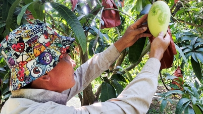 Манго: полезная пища для здоровья глаз и сердца