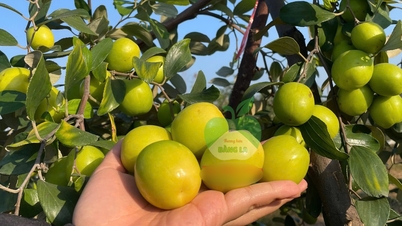 Ειδικότητα του Hai Phong που καλλιεργείται σε αλμυρό έδαφος, γλυκιά σαν ζάχαρη, τραγανή και δροσερή στο φαγητό