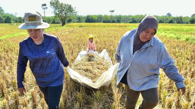 जापानी चावल की कीमतें रिकॉर्ड ऊंचाई पर, थाईलैंड ने निर्यात बढ़ाने के लिए उठाया फायदा
