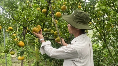 ১১ মাসে, কৃষি, বনজ এবং মৎস্য রপ্তানি ২০২৪ সালের রেকর্ড ছাড়িয়ে গেছে।