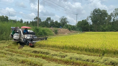 Aufwertung der Reismarke Tay Ninh