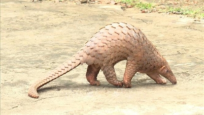 Άνθρωποι παραδίδουν έναν σπάνιο παγκολίνο της Ιάβας