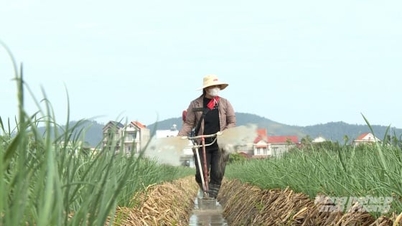 Manajemen kesehatan tanaman untuk bawang putih Hai Phong untuk mencapai pasar yang besar