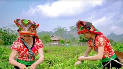Son La-kvinner hjelper hverandre med å bli rike i hjemlandet sitt