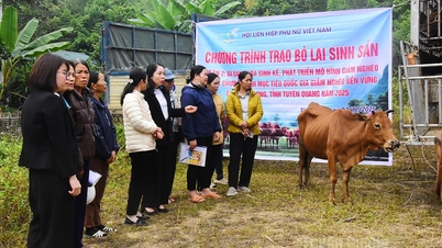 Implementação do modelo "Criação de vacas mestiças para apoiar o desenvolvimento dos meios de subsistência das mulheres" na comuna de Tan Long.