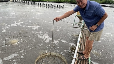Η Ca Mau εκτιμάται ότι θα φτάσει στο «τέλος» της οικονομικής ανάπτυξης 8%