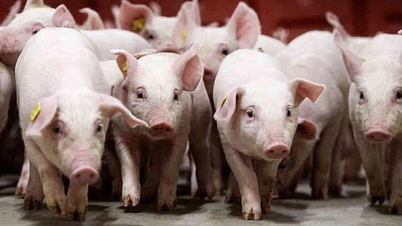 Οι τιμές των χοίρων αυξάνονται απότομα, πλησιάζοντας τα 60.000 VND/kg