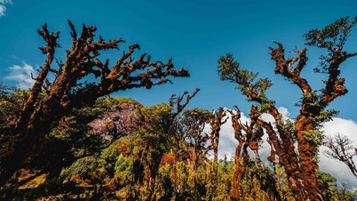 Admire the 'sea of ​​clouds' and red maple forest on the top of Bach Moc Luong Tu