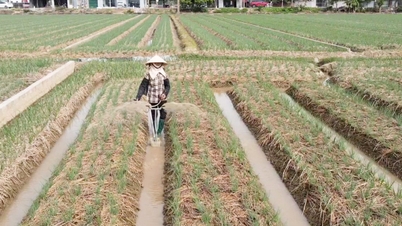 प्याज और लहसुन के गोदाम के लिए IPHM लागू करने वाला अग्रणी उद्यम, निर्यात का लक्ष्य
