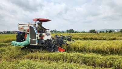 Quang Ninh stawia sobie za cel osiągnięcie wartości produkcji rolnej na poziomie 150 milionów VND/ha/rok.