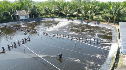 Os preços do camarão-branco aumentaram drasticamente.