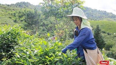 چیانگ سون کے کسان معیشت کو ترقی دینے کے لیے مقابلہ کرتے ہیں۔