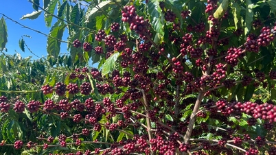 उत्सर्जन कम करने वाली कॉफ़ी: एक ऐसा रास्ता जो लाम डोंग किसानों को "दोहरा लाभ" पहुँचाता है