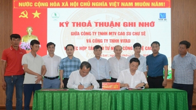 Chu Se Rubber invierte en la plantación de piña utilizando alta tecnología