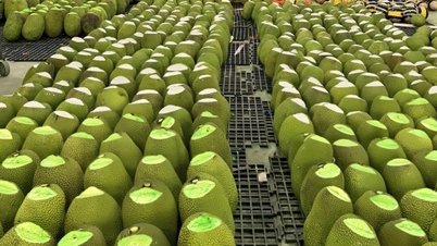 ताजे कटहल की कीमतों में बढ़ोतरी, चीनी बाजार के लिए दरवाजे खुले