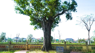 गुयेन डू अवशेष स्थल पर दो 300 साल पुराने पेड़ों की कहानी