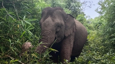 野生の象に関する警告と注意事項...