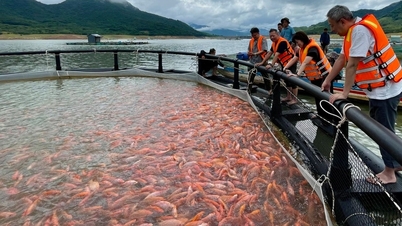 Voor het eerst kweekvis geëxporteerd naar Japan voor sushi, boeren blij