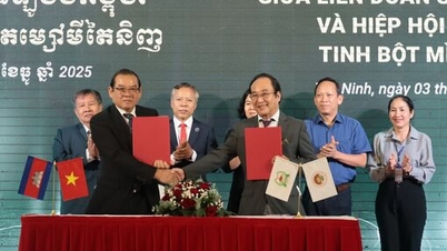 តៃនិញ៖ ចុះហត្ថលេខាលើកិច្ចព្រមព្រៀងសហប្រតិបត្តិការលើការផលិតដំឡូងមីជាមួយសហព័ន្ធដំឡូងមីកម្ពុជា។