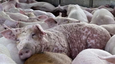 11개월 동안 120만 마리 이상의 병든 돼지가 살처분되었습니다.