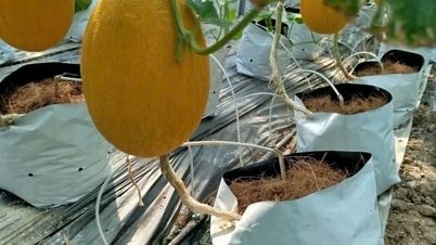 المعرفة من الحقول "تدخل" صوب دفيئات البطيخ