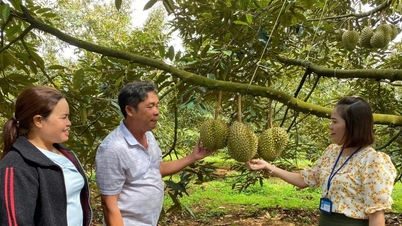 ダクラク省の貧困削減活動は多くの改善をもたらしました