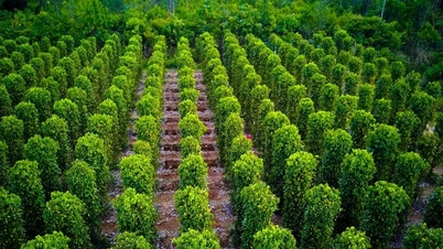 Preço da pimenta hoje, 4 de dezembro de 2025: Diminuiu em mais 1000 VND.