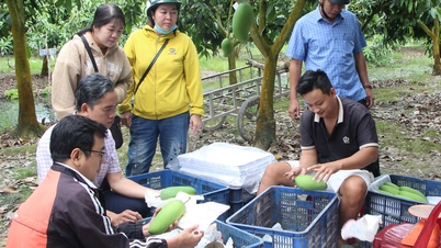 Visita la isla exportadora de mango